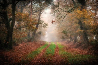 Picture Poster Landscape Art Misty Autumn Wooded Footpath Framed Print